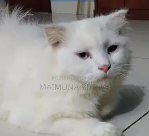 3-6 Months Male Purebred Persian