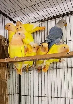 Self-fed Lovebird