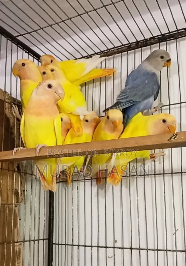 Self-fed Lovebird