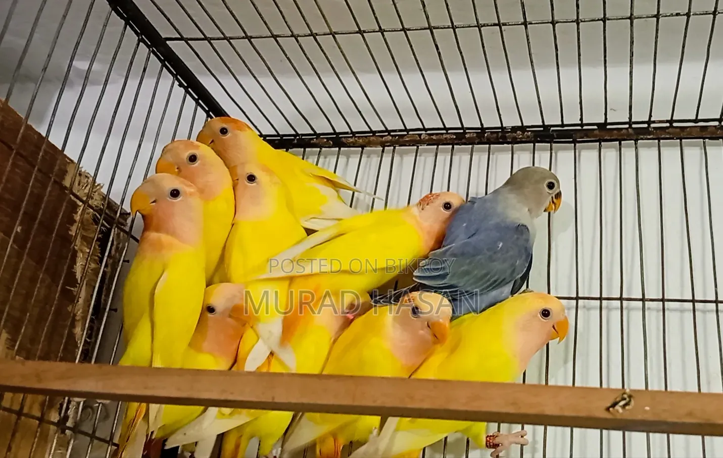 Self-fed Lovebird