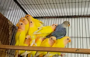 Self-fed Lovebird