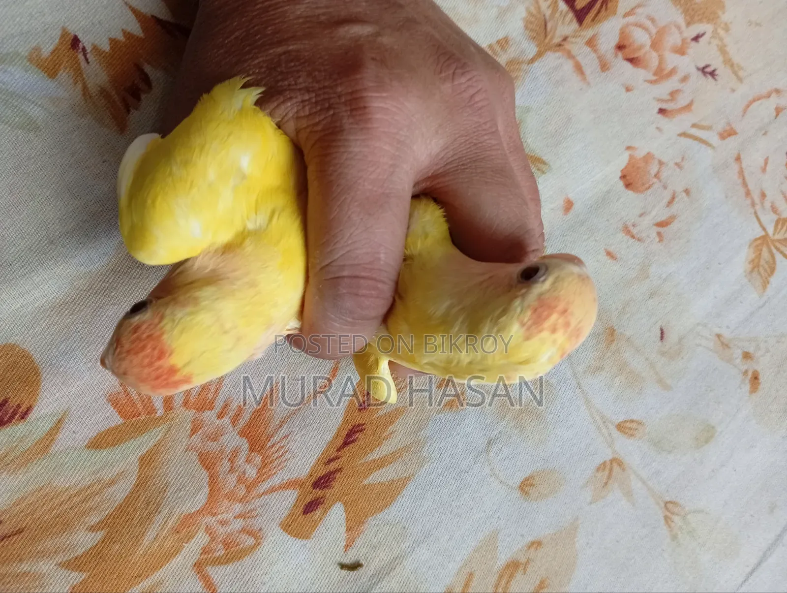 Self-fed Lovebird