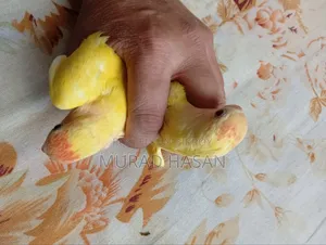 Self-fed Lovebird