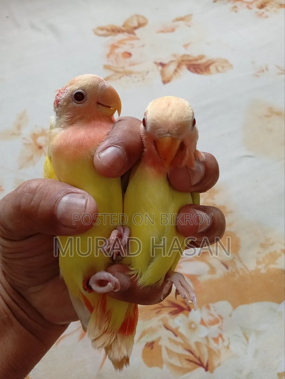 Self-fed Lovebird