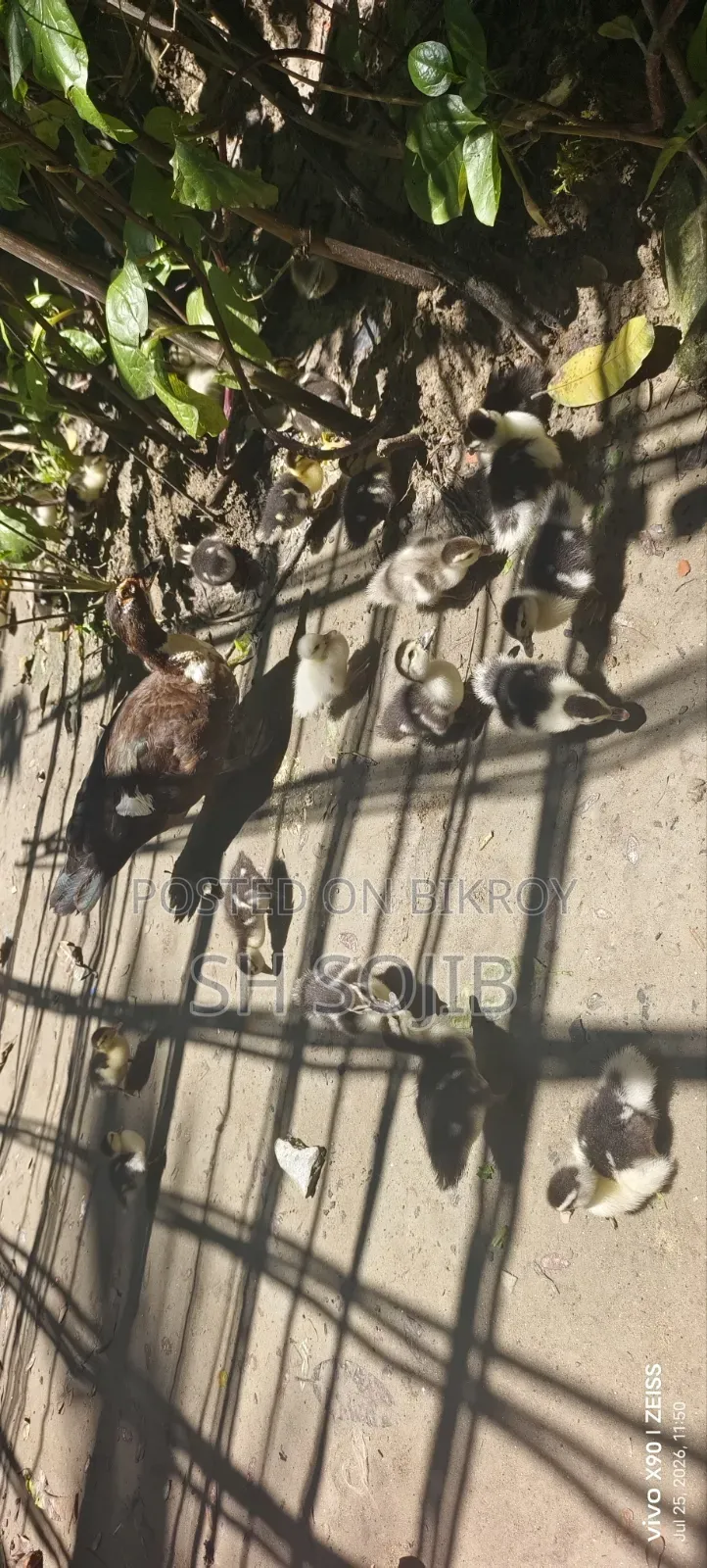 চিনা হাঁসের বাচ্চা