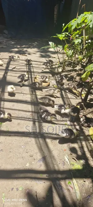 চিনা হাঁসের বাচ্চা