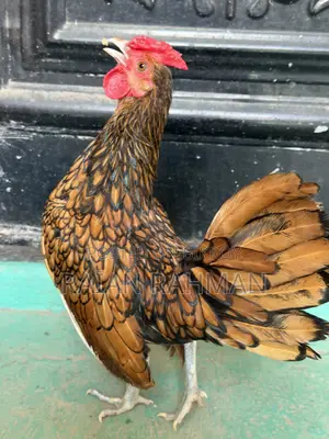 গোল্ডেন সিব্রাইট