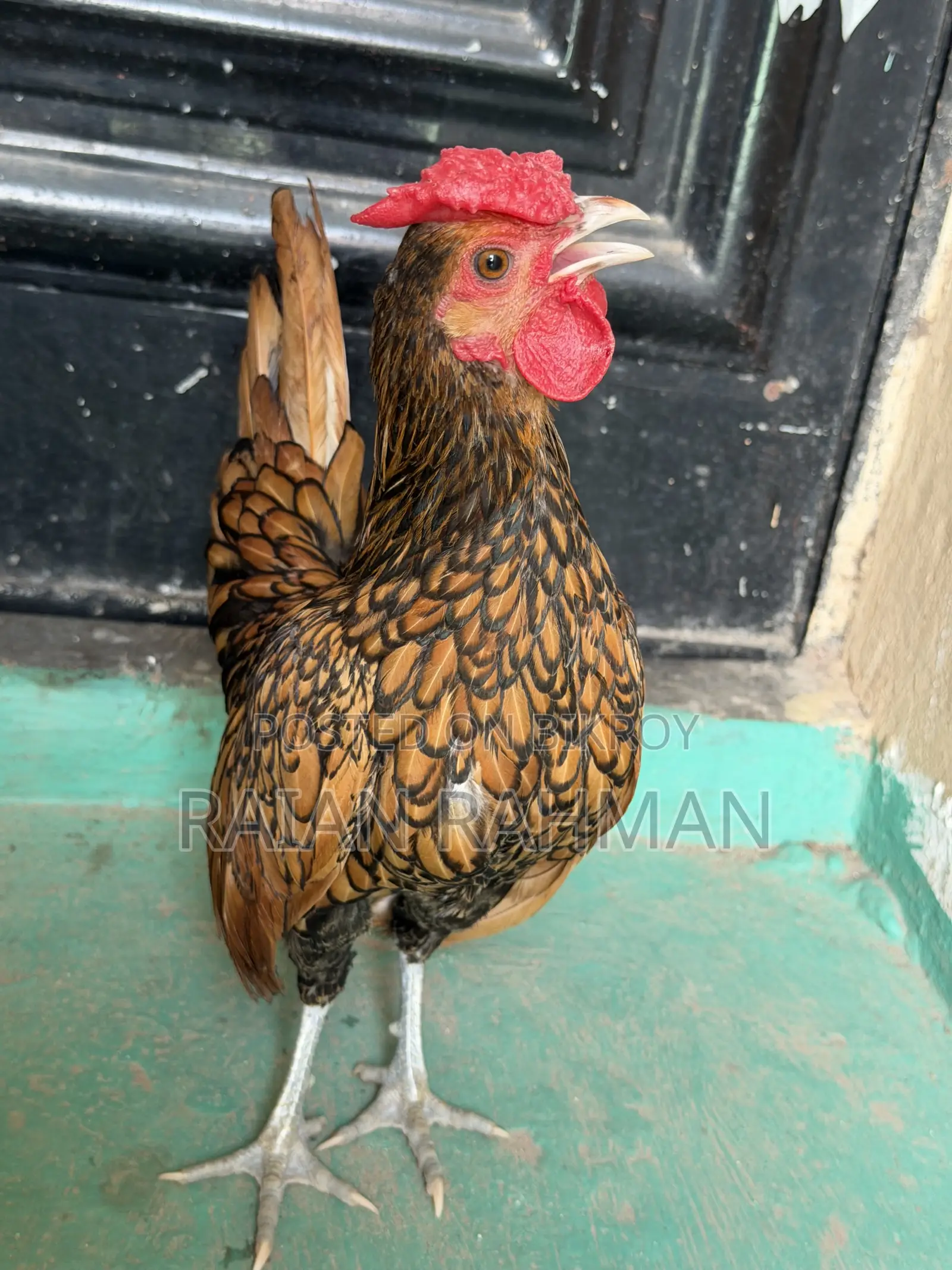 গোল্ডেন সিব্রাইট