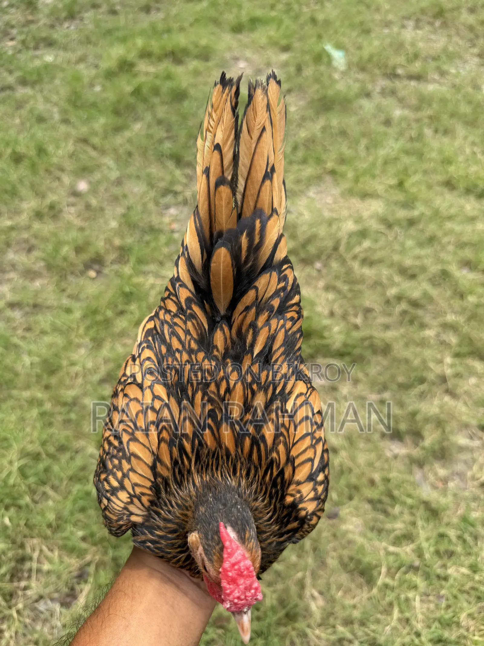 গোল্ডেন সিব্রাইট