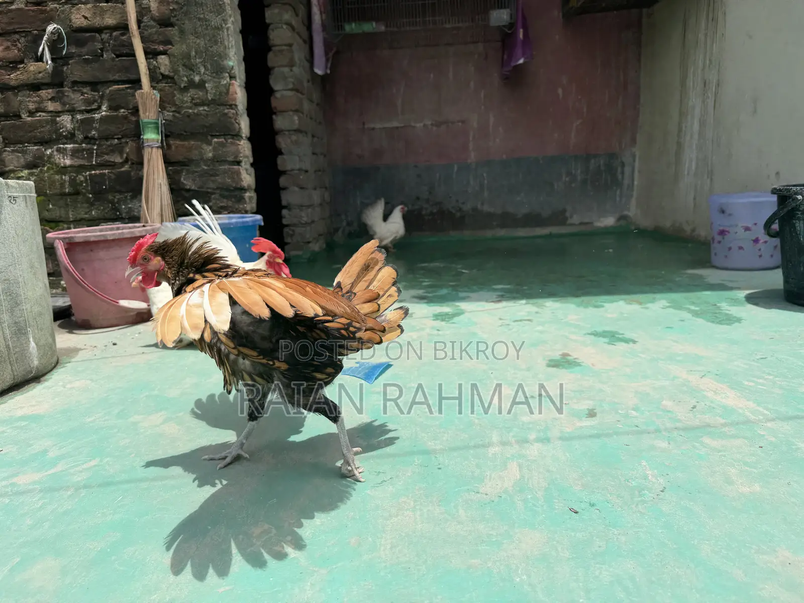 গোল্ডেন সিব্রাইট