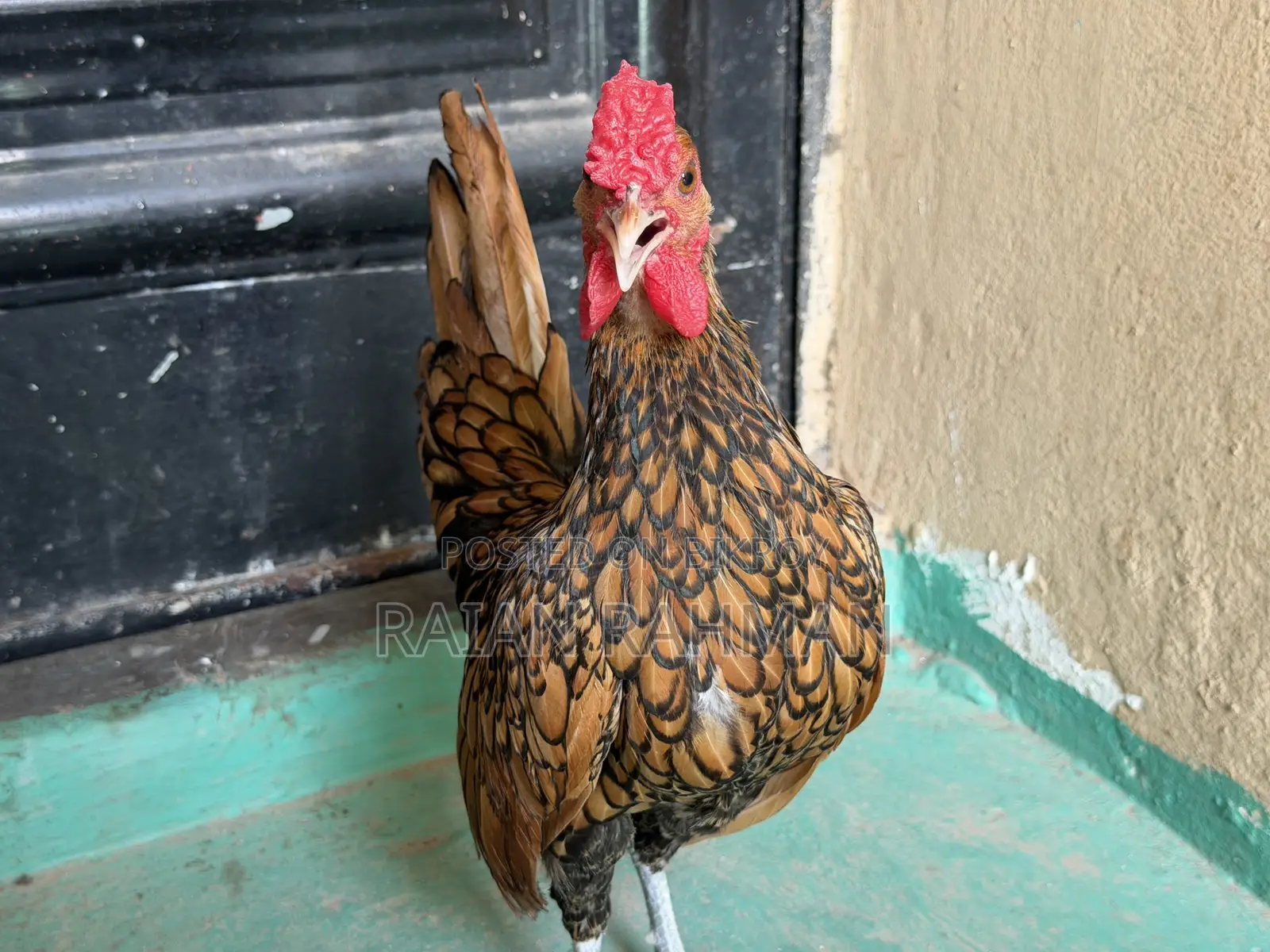 গোল্ডেন সিব্রাইট