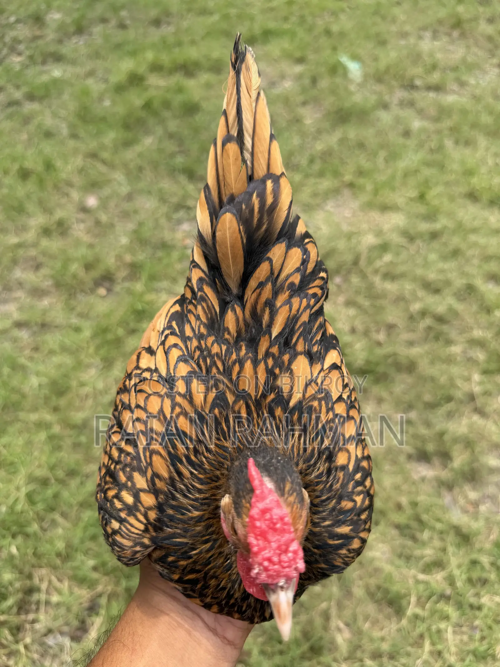 গোল্ডেন সিব্রাইট