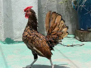 গোল্ডেন সিব্রাইট