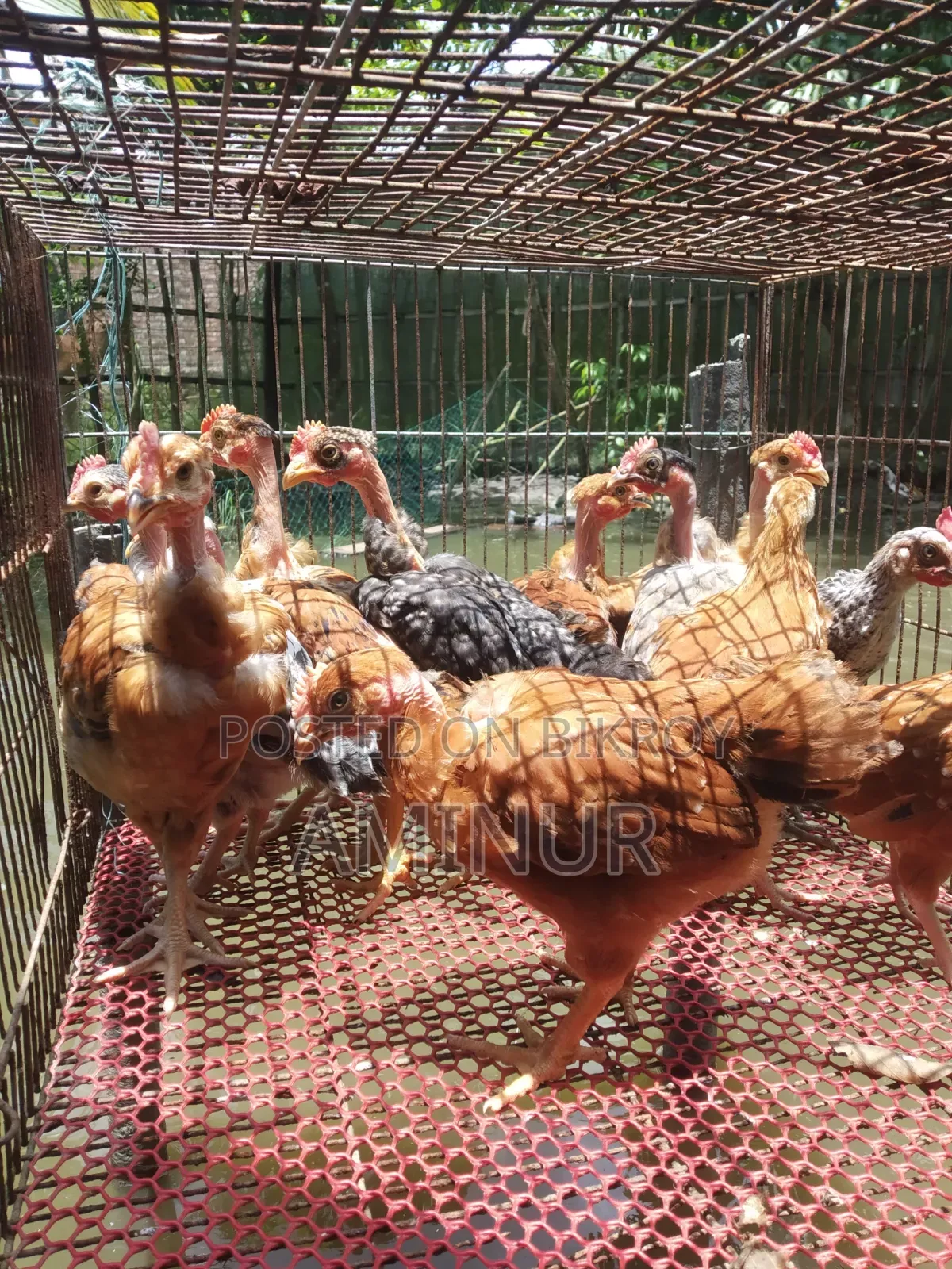 গলাছিলা মোরগ