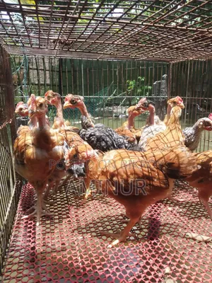 গলাছিলা মোরগ