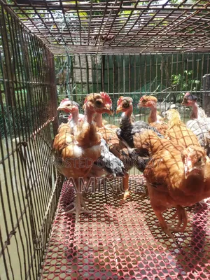 গলাছিলা মোরগ
