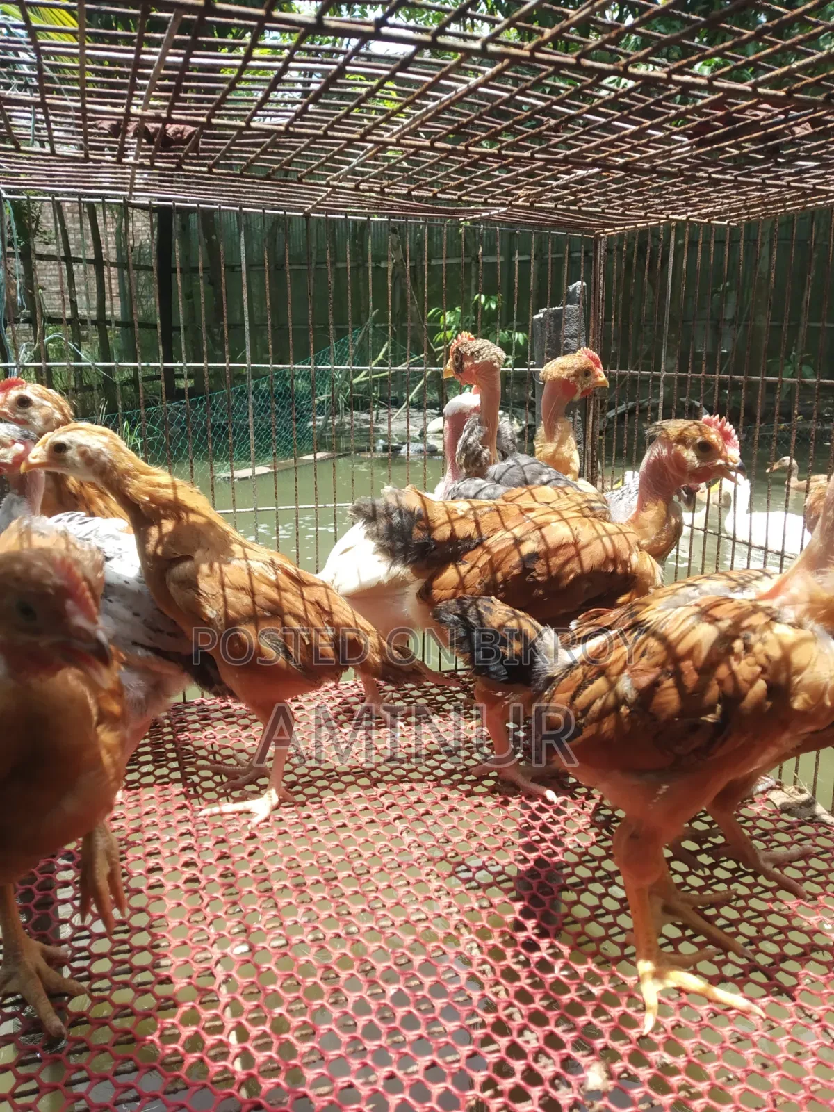 গলাছিলা মোরগ