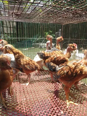 গলাছিলা মোরগ