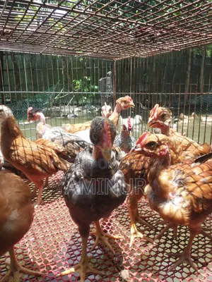 গলাছিলা মোরগ