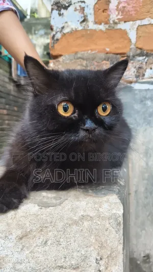 1+ year Female Purebred Persian
