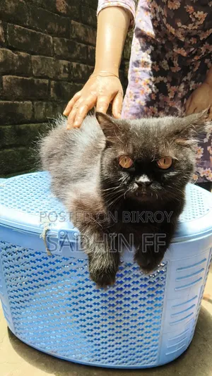 1+ year Female Purebred Persian