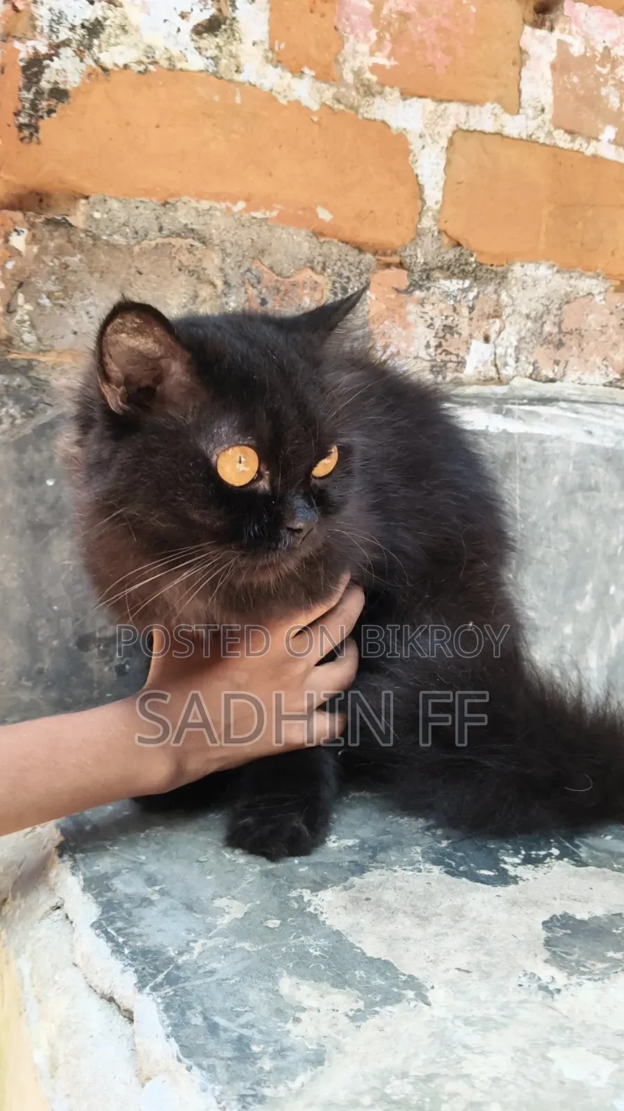 1+ year Female Purebred Persian