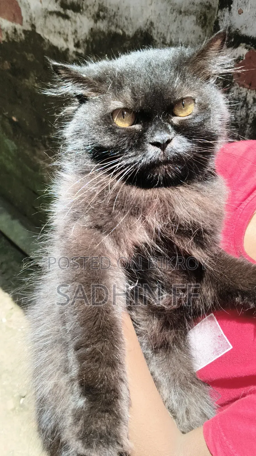 1+ year Female Purebred Persian