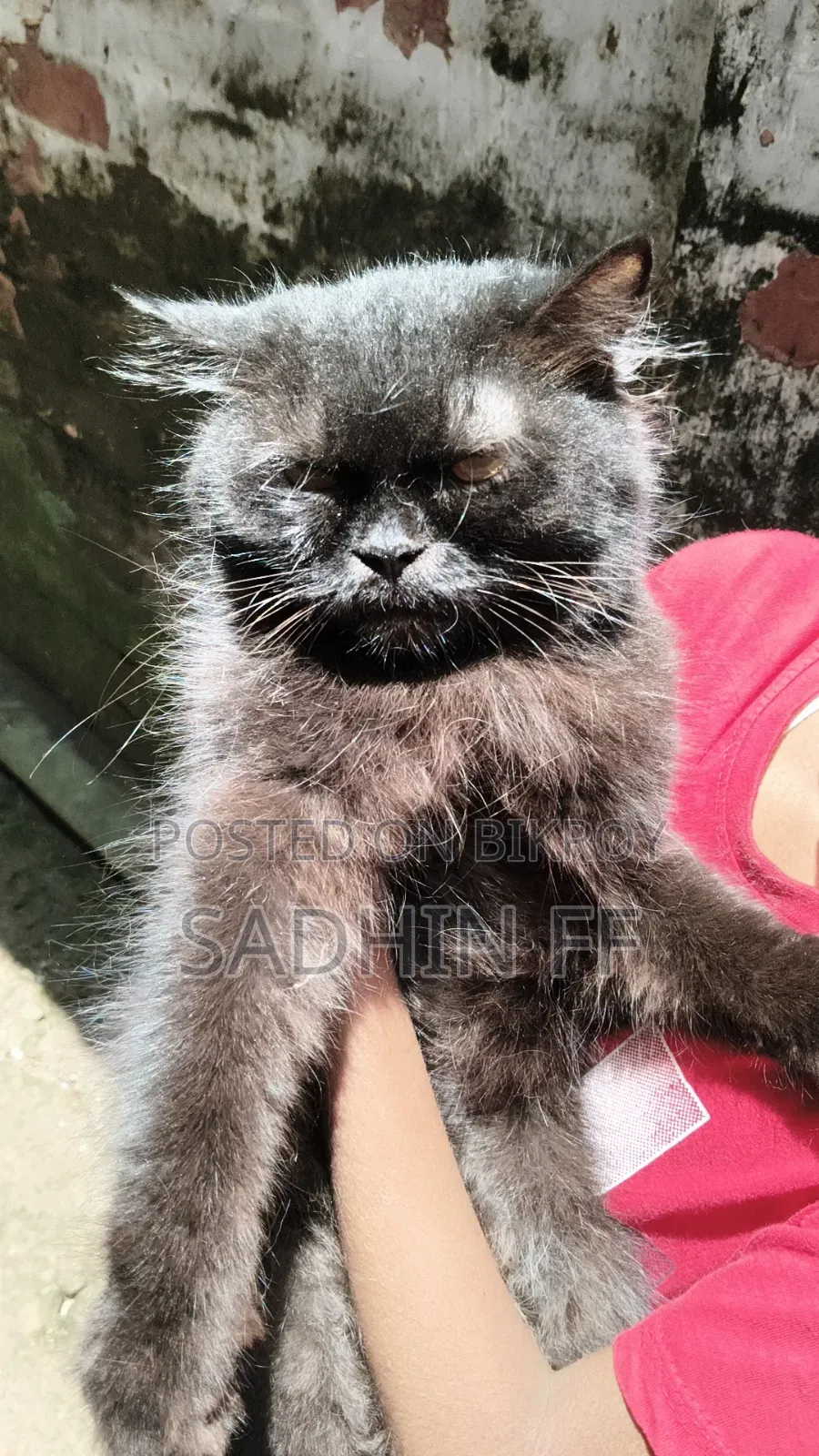 1+ year Female Purebred Persian