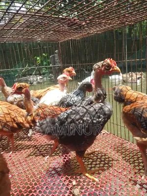 গলাছিলা মোরগ