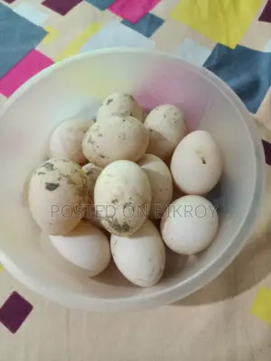 চাইনা হাঁসের বীজ ডিম