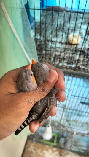 Eumo Split Ng Pair