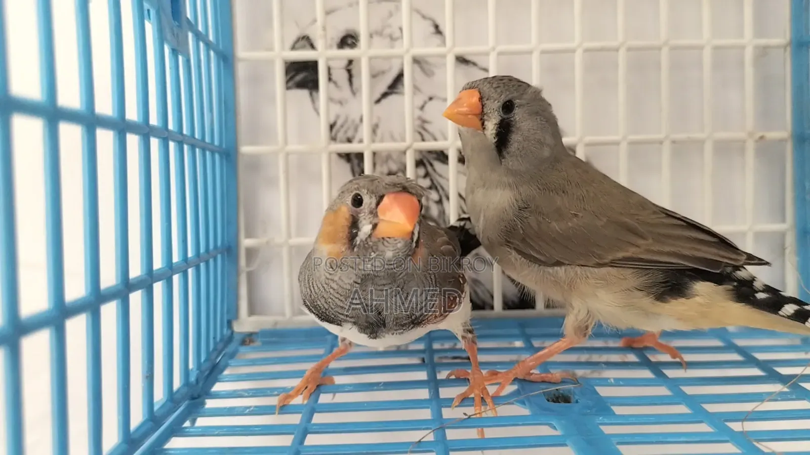 Eumo Split Ng Pair