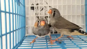 Eumo Split Ng Pair