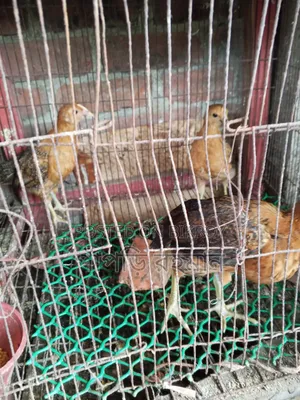মুরগির বাচ্চা