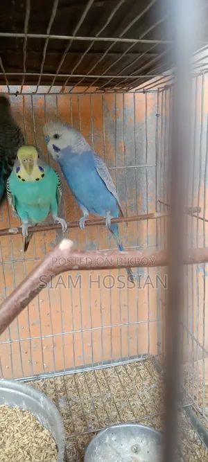 1 Pair Budgerigar for Sell