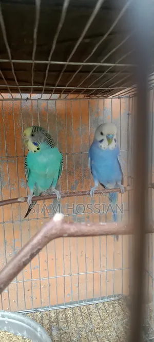 1 Pair Budgerigar for Sell