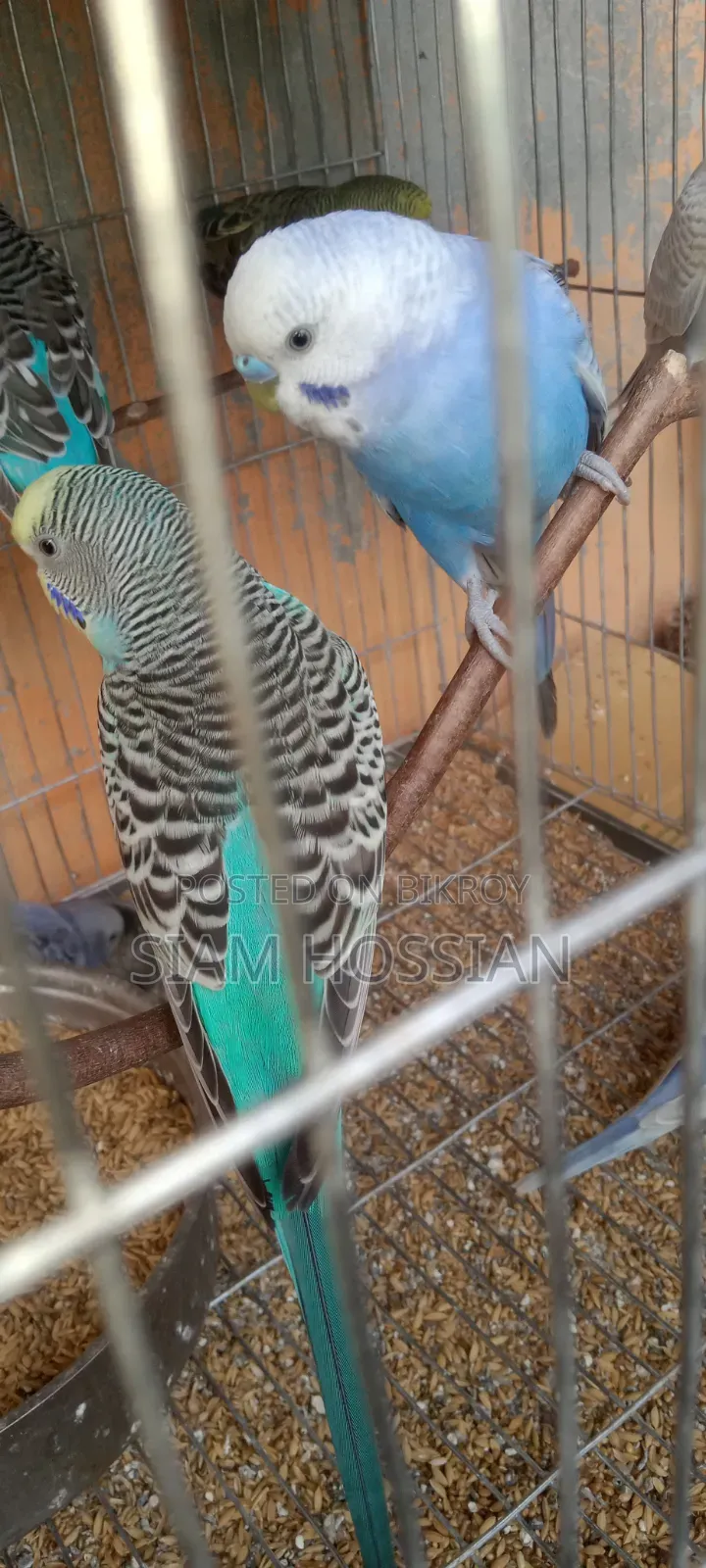 1 Pair Budgerigar for Sell