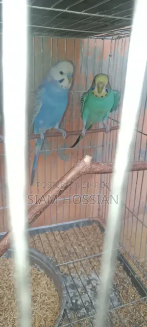 1 Pair Budgerigar for Sell
