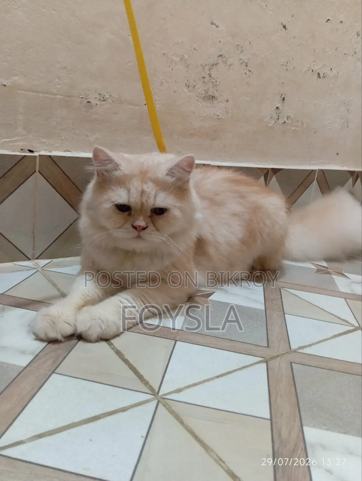 6-12 Months Male Purebred Persian Cat