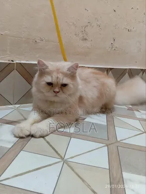 6-12 Months Male Purebred Persian Cat