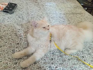 6-12 Months Male Purebred Persian Cat