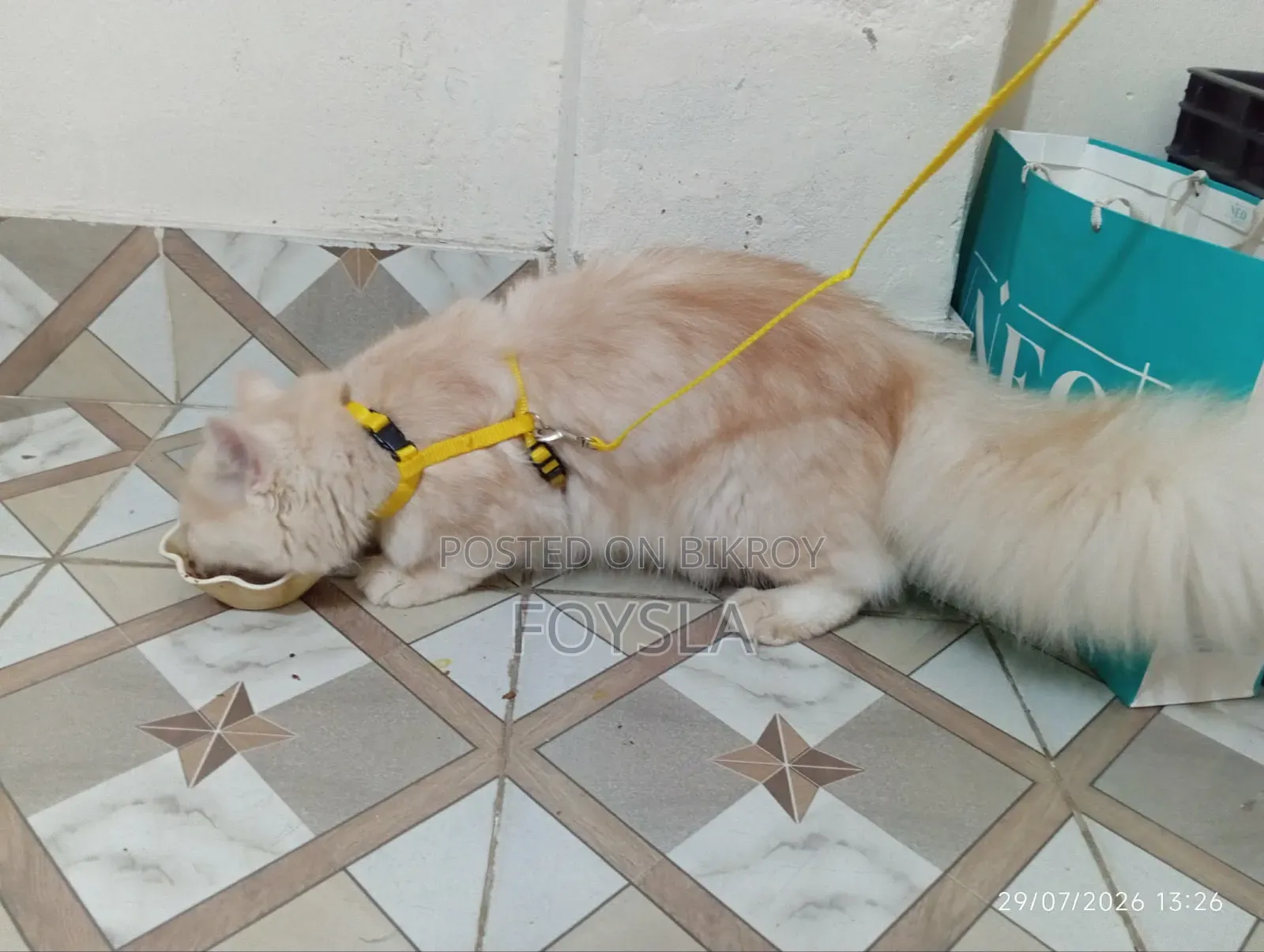 6-12 Months Male Purebred Persian Cat