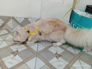 6-12 Months Male Purebred Persian Cat