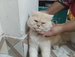 6-12 Months Male Purebred Persian Cat
