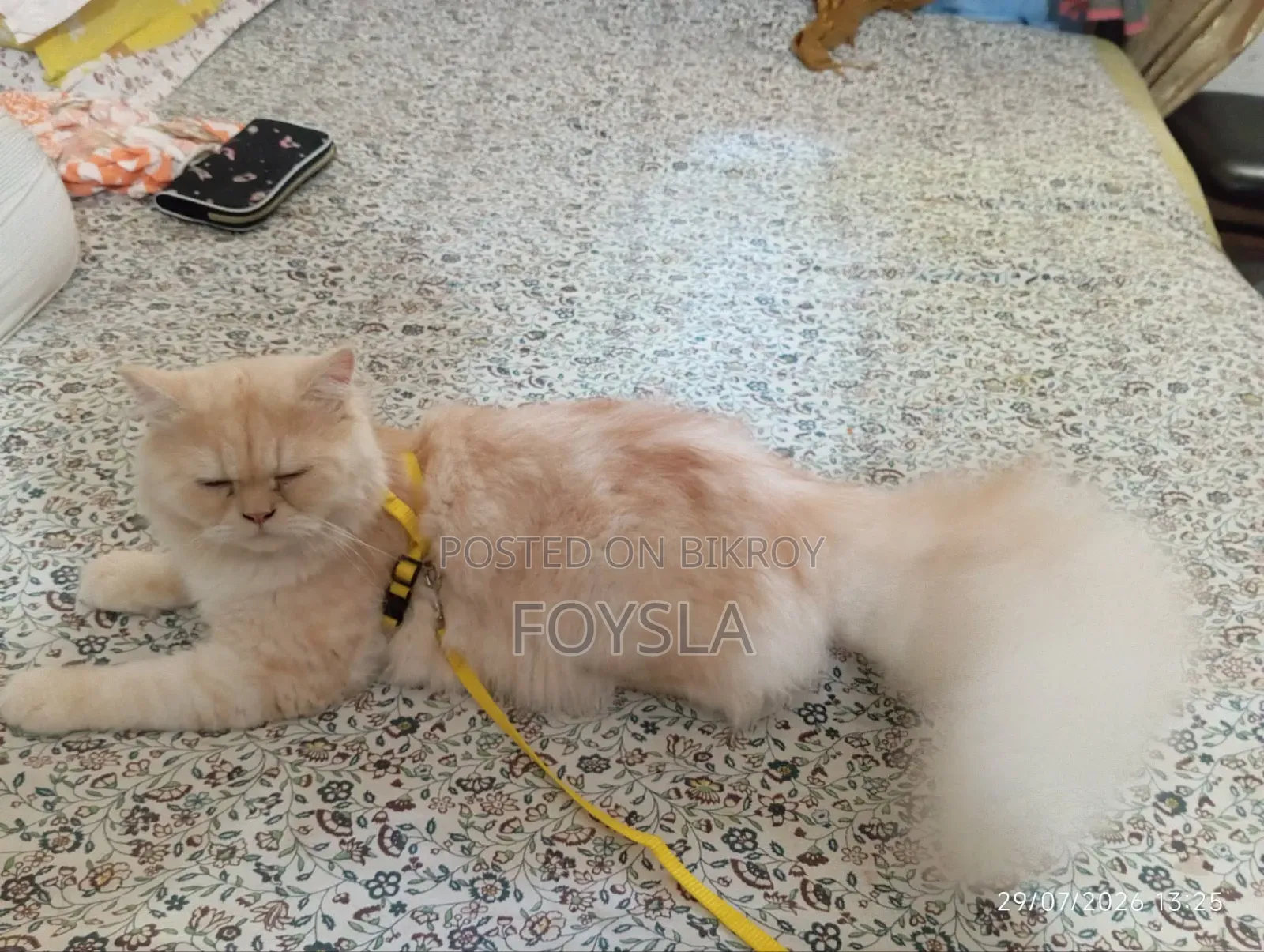 6-12 Months Male Purebred Persian Cat