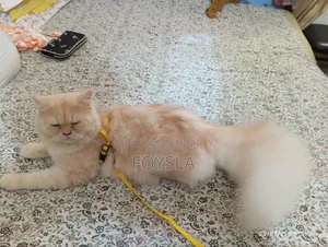 6-12 Months Male Purebred Persian Cat