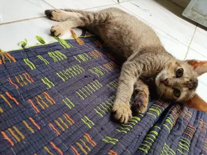 1-3 Months Female Purebred Cat