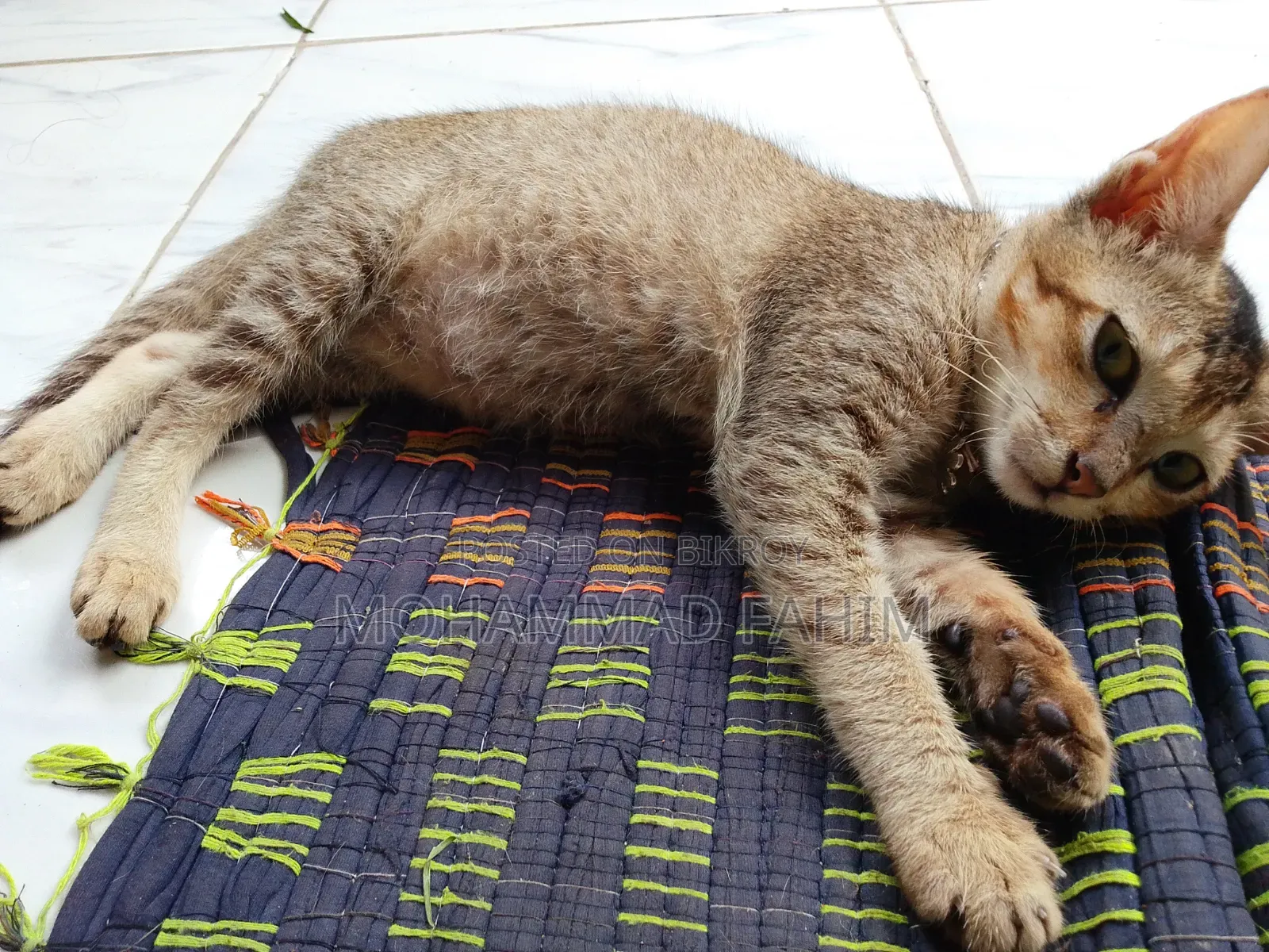 1-3 Months Female Purebred Cat