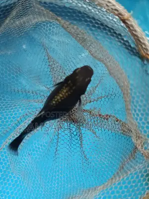 Aquarium Fish for Sale