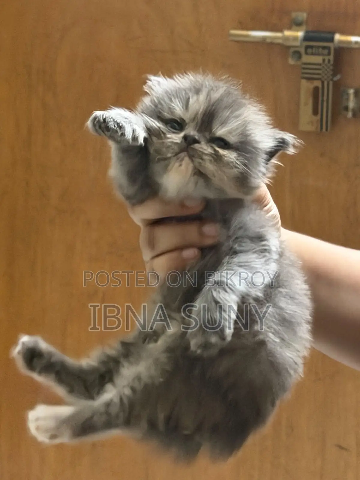 1-3 Months Female Purebred Persian